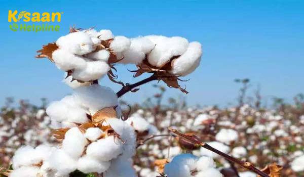 2019-20 में भारत के कपास निर्यात में 19% वृद्धि की संभावना है: भारतीय कपास संघ